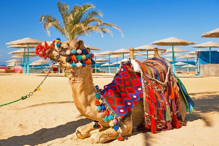 egypt-hurghada-camel-on-beach