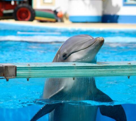 Dolphines Show