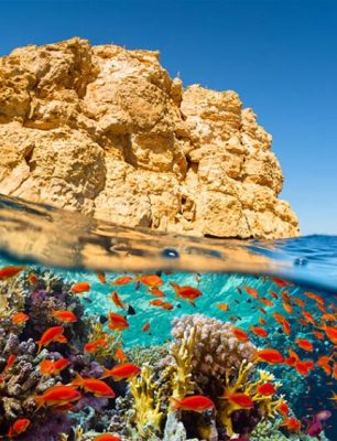 image_750x_621f5c85ee644